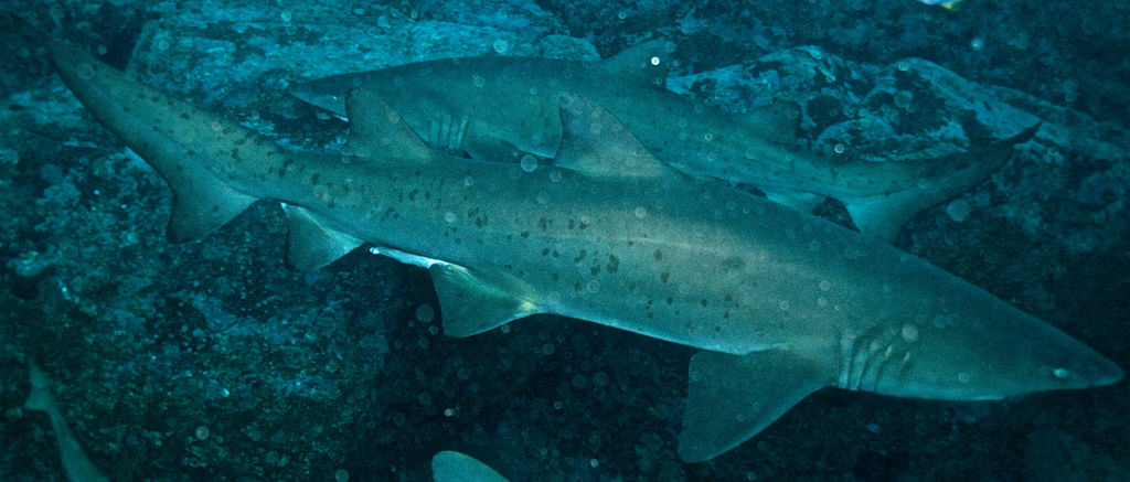 7476ddd3-0a8a-4611-ae02-91d1b2726f73