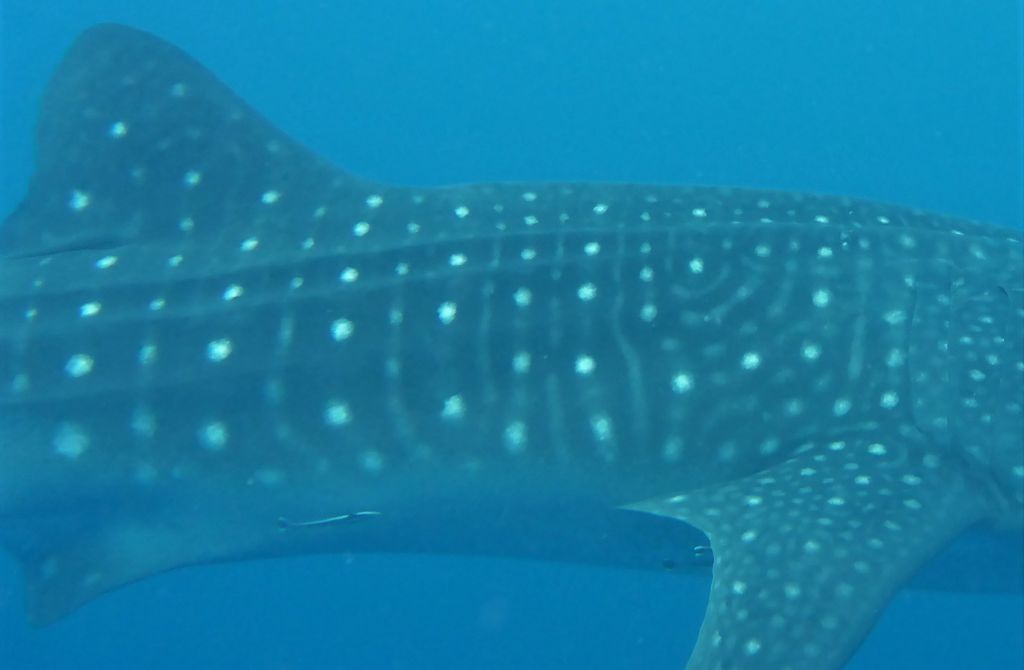 1608111a-48fe-48a5-9677-e0041e5b62ea