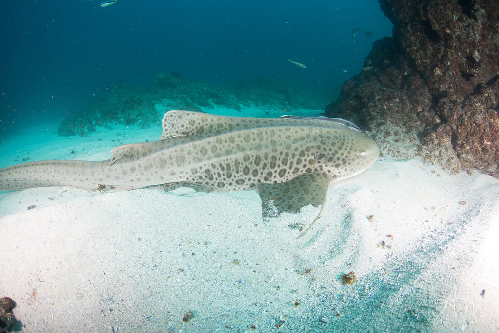 2564cf76-9dfc-499f-bb68-85650684d0cc