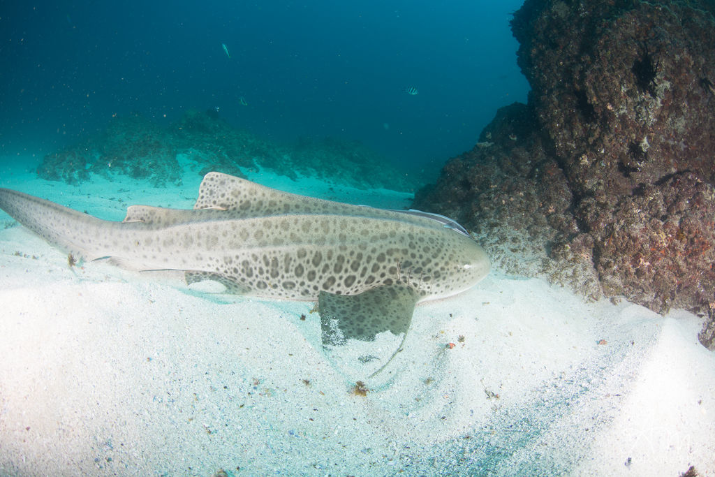 2564cf76-9dfc-499f-bb68-85650684d0cc