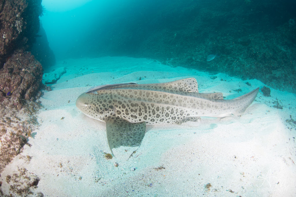 2564cf76-9dfc-499f-bb68-85650684d0cc