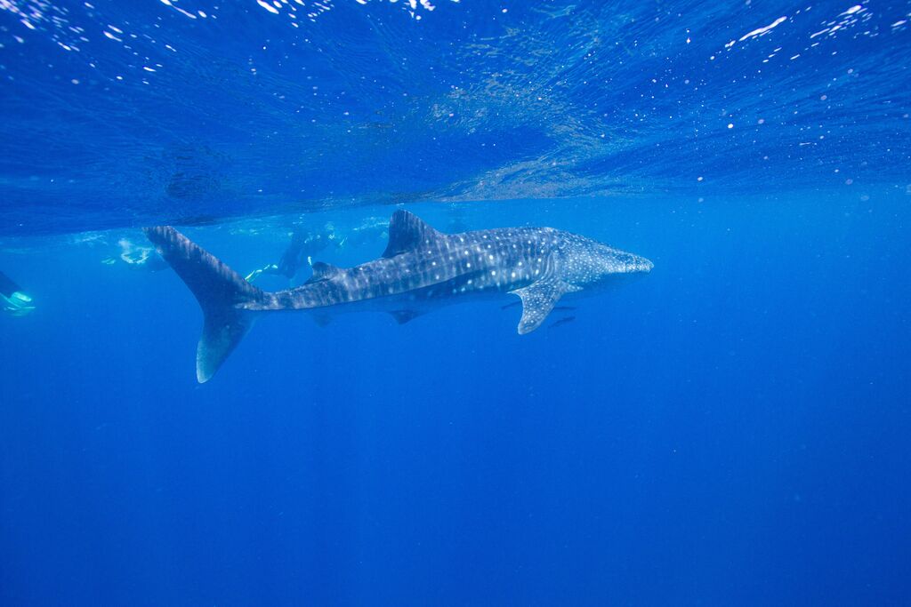 713da931-b180-49d4-b1d7-e32c219fb70e