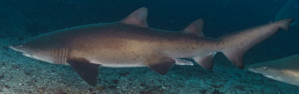 07f1aff0-81ed-43ef-aedb-54e55537530c