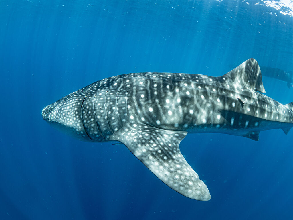 ee594a7a-2236-4fa2-9b6d-f454bf1db46a