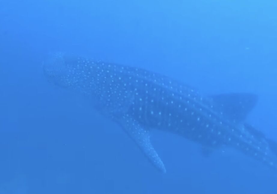 4f323ef9-b9bb-4540-9747-9ad04cb430b5