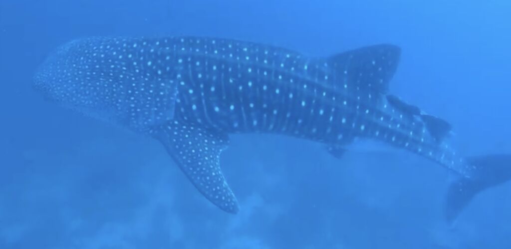 4f323ef9-b9bb-4540-9747-9ad04cb430b5