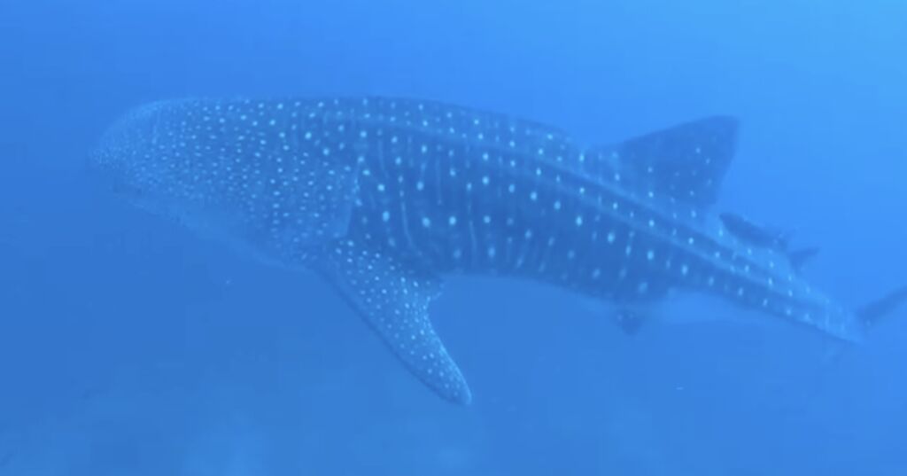 4f323ef9-b9bb-4540-9747-9ad04cb430b5