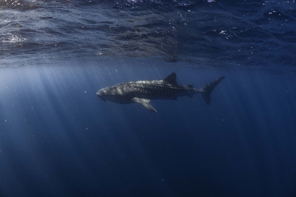 520bded9-151e-4b23-ad7d-ade294837108