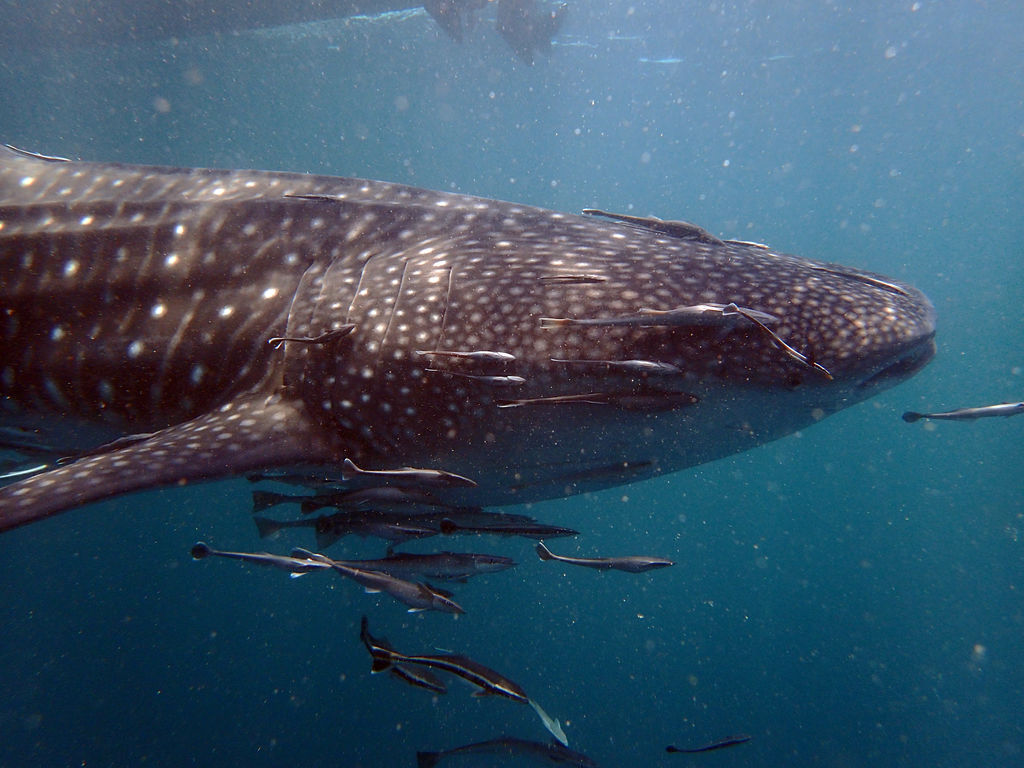 e7e35969-b8fb-4989-b10d-a27862f3ae0b