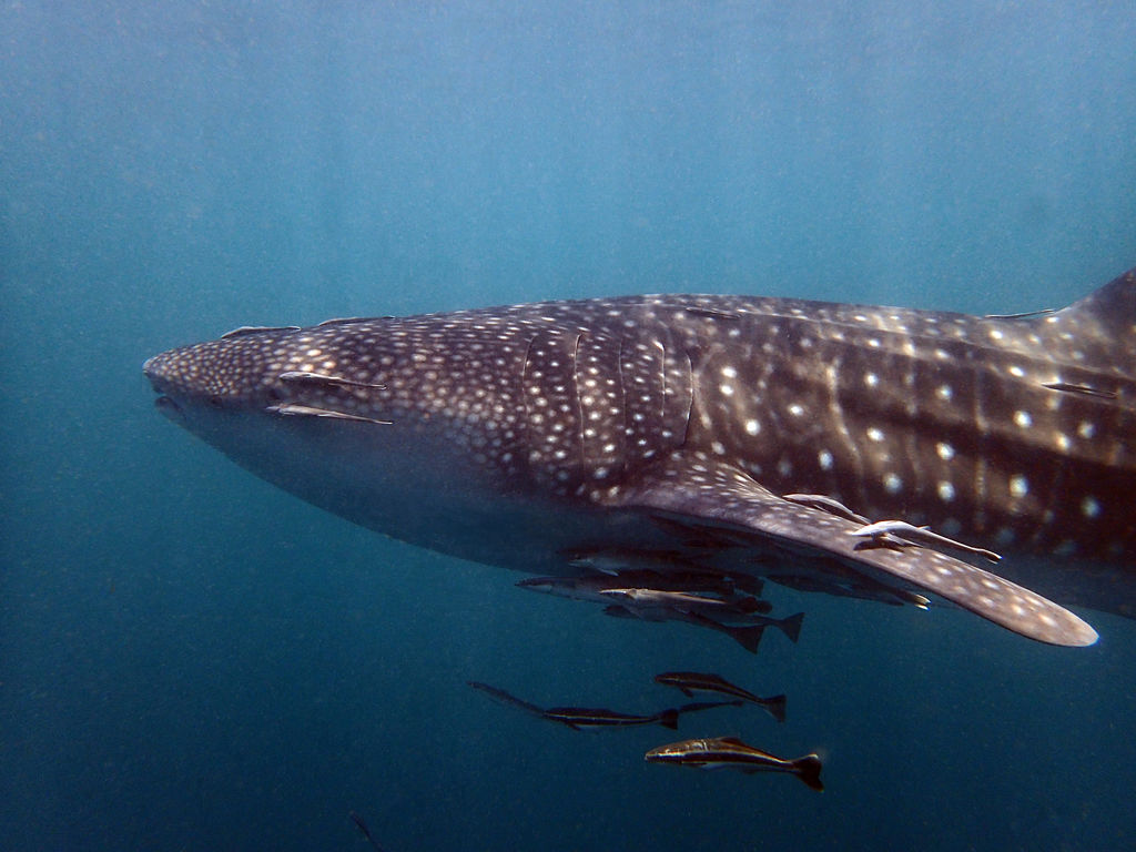 e7e35969-b8fb-4989-b10d-a27862f3ae0b