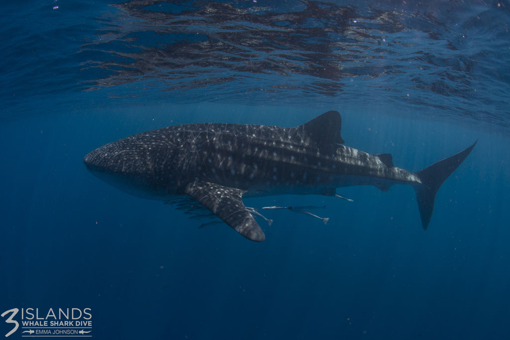 30269bde-eb0a-4c5f-8ccc-f1e880d1cf40