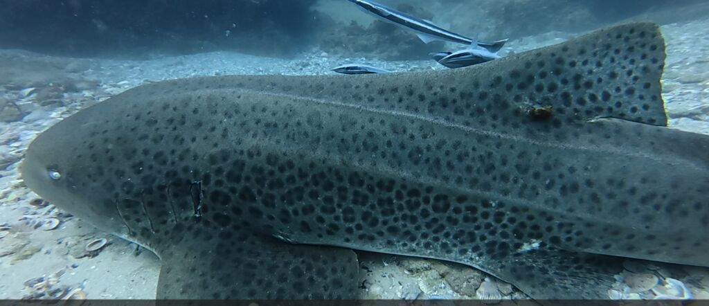 459c9ed8-e2dd-457e-ba8c-2ad09f48ad1d