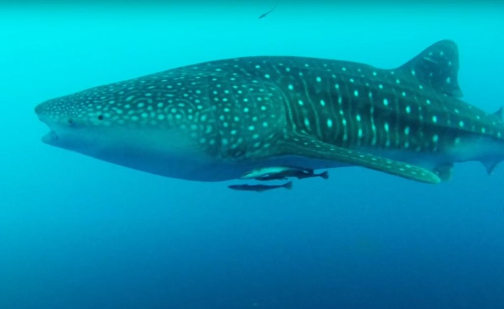 aae152c6-98c6-4a8e-b5f9-8be9e1033329