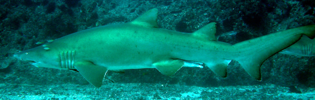 4f17e218-c31f-4191-873f-d38159970958