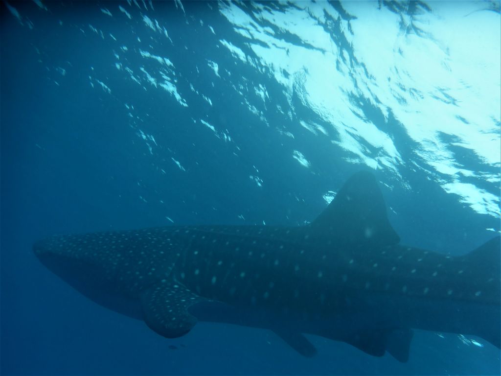 3c262f1f-9dc2-44cc-a174-aa0fb8567b85