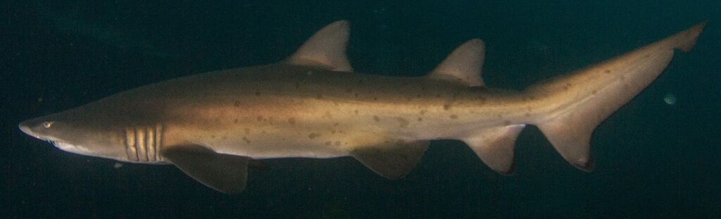 bc6511f0-3699-4185-aa11-46a1470bd021