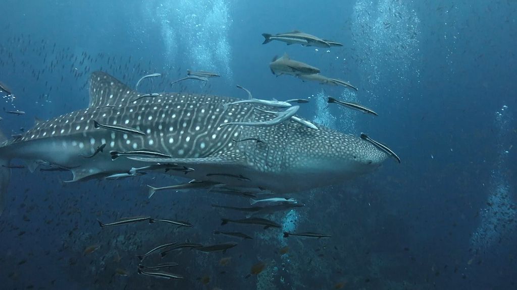 d9e84bbf-ae14-4655-b770-1c3507580244