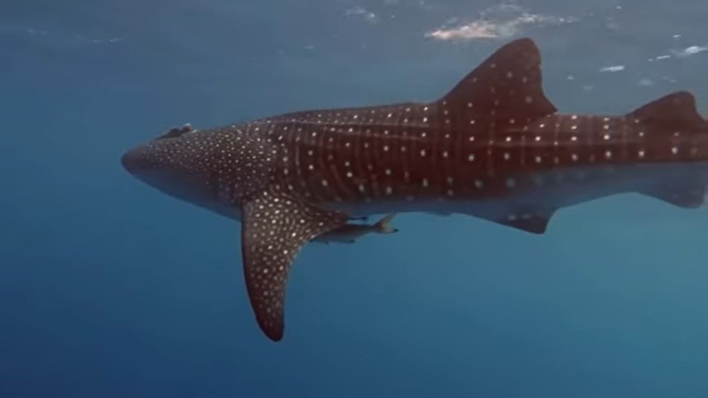 9197e343-a990-478d-8b41-d807ba8e8d4b