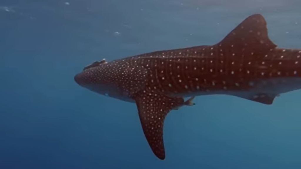 9197e343-a990-478d-8b41-d807ba8e8d4b