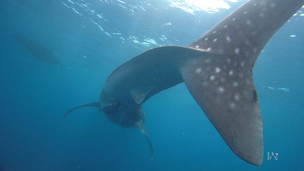 128555f6-de6a-40de-8e4a-f69aa613da5a