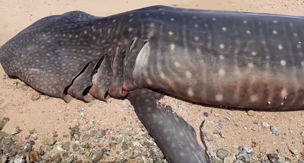 e01ef020-3244-4bee-b310-bb61c1e75bcb