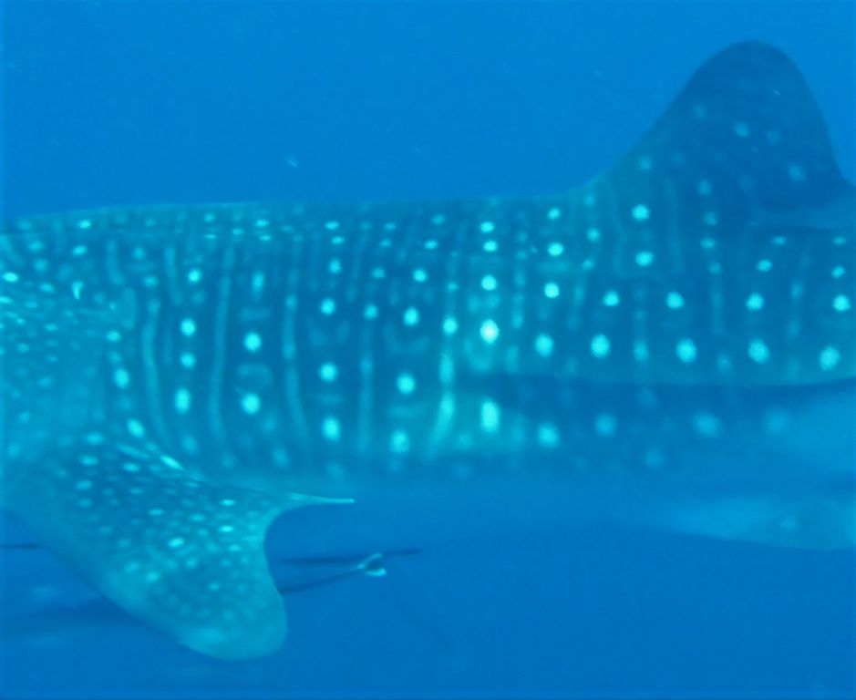 ab944f6b-1c5f-4d50-83f1-75d7a81153b4