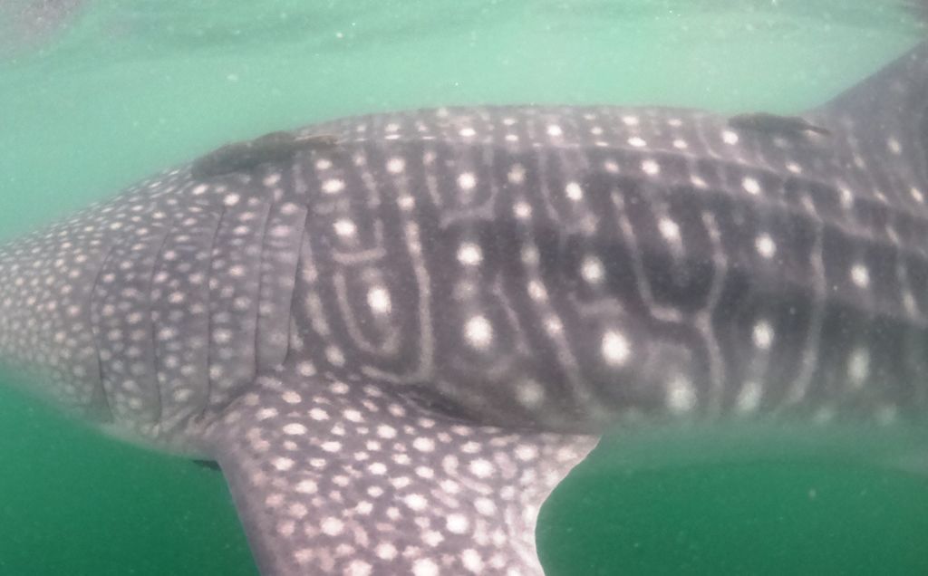 8c4f4ffa-c126-40a1-a258-c5f8ffa785cd