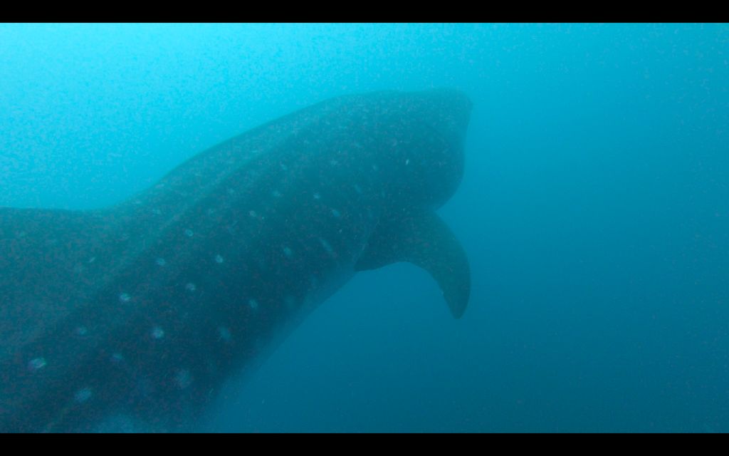 3f370dc7-36cb-4755-8a73-9484a65b963f