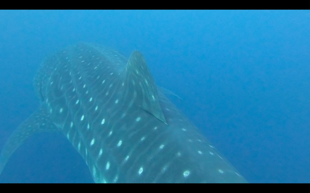 3f370dc7-36cb-4755-8a73-9484a65b963f