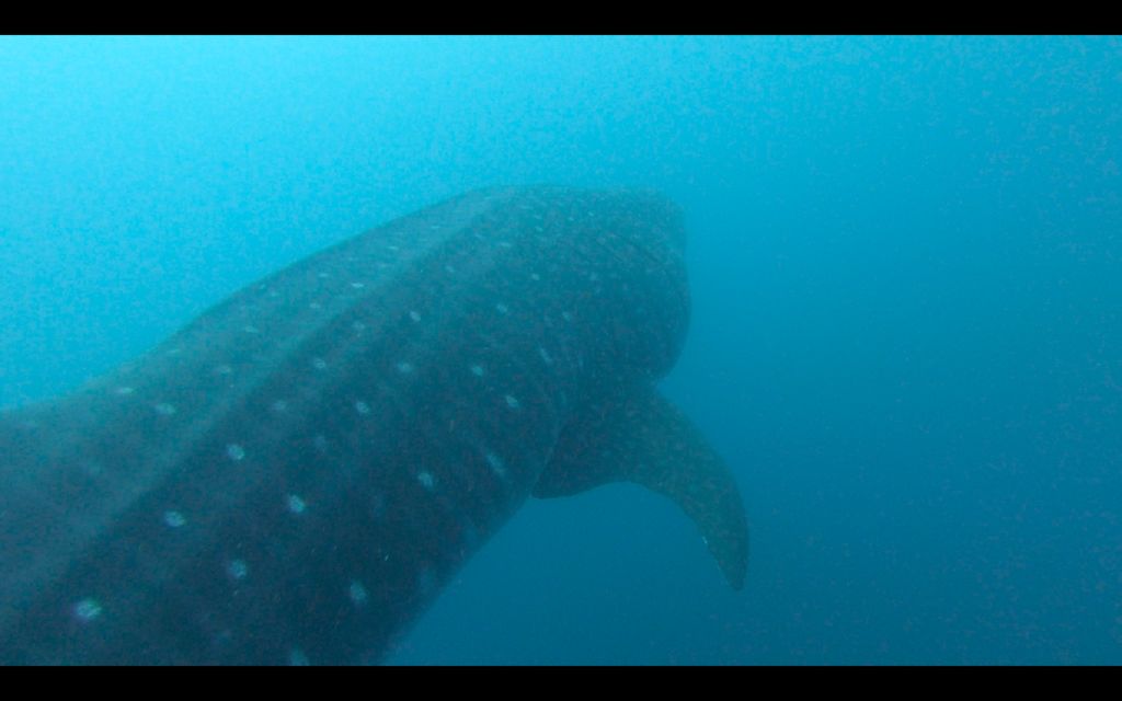 3f370dc7-36cb-4755-8a73-9484a65b963f