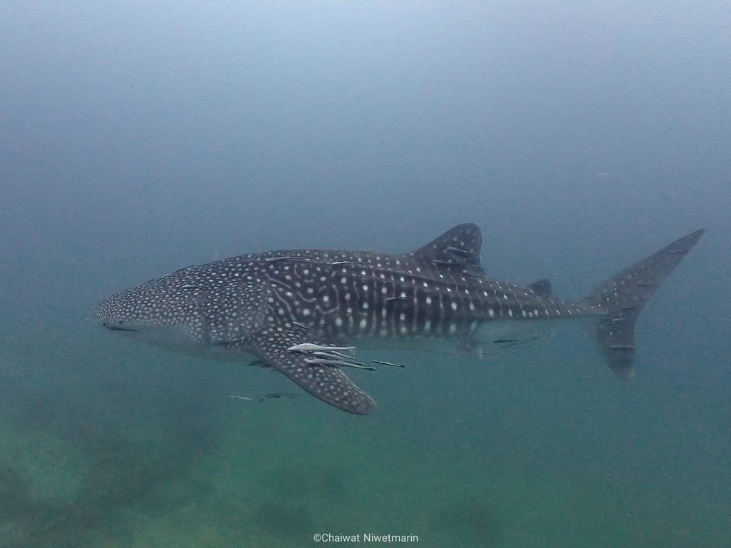 87a5d23c-1a74-4f6c-944f-ffdd944368c4