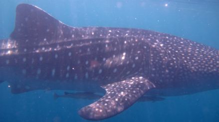 0be011a8-6fee-49db-9d11-2367e94becd4