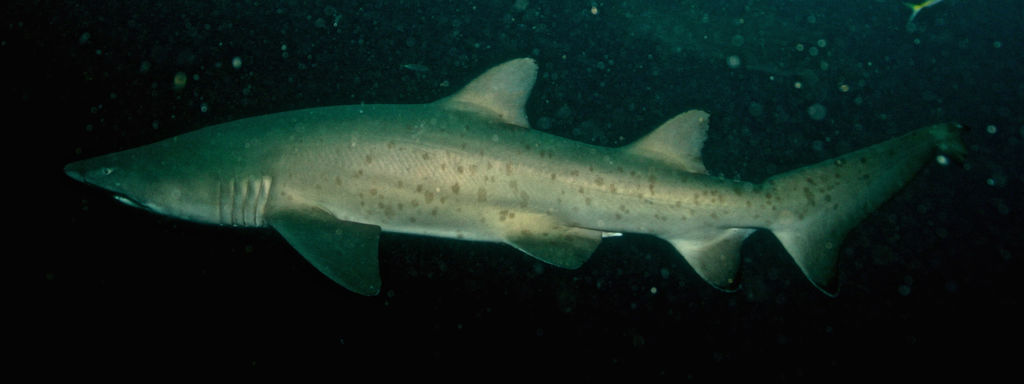 751ebadb-0ab8-45ad-907c-bf47c3cb49f8