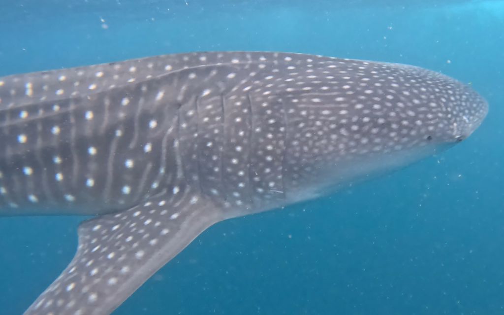 c1663500-b60d-4d12-92e1-af194c54f399