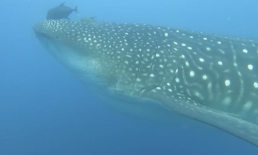 eb5faf9e-ed2b-437b-8c0e-17859e5e1bed