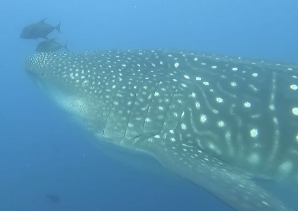 eb5faf9e-ed2b-437b-8c0e-17859e5e1bed