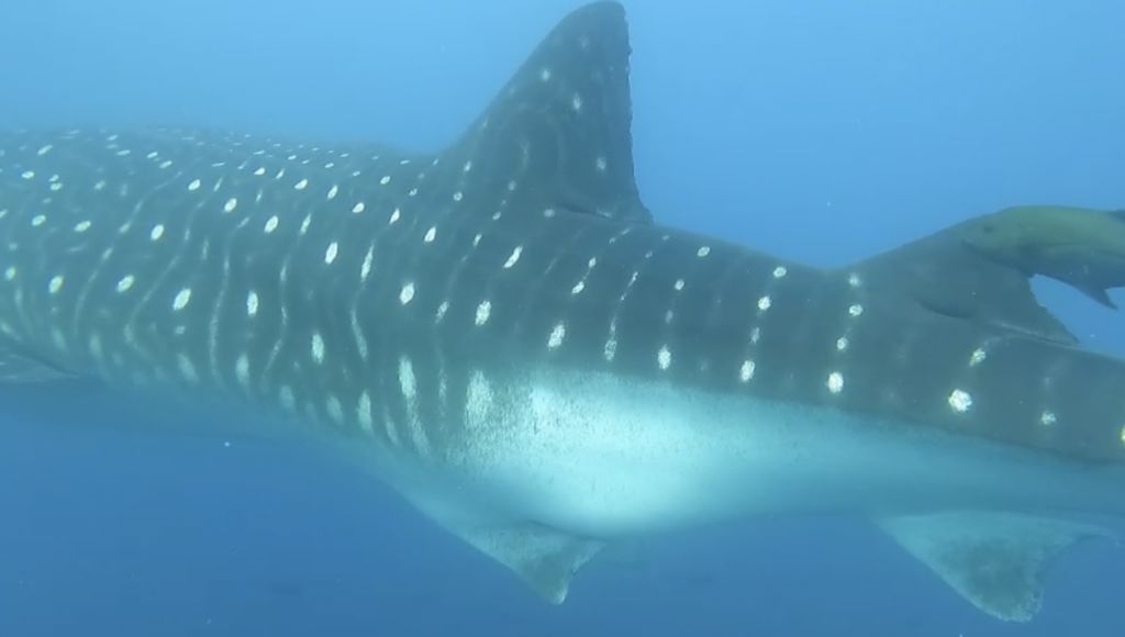 eb5faf9e-ed2b-437b-8c0e-17859e5e1bed