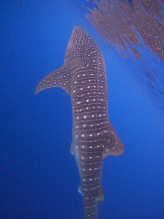 f2aef6b7-0329-43dd-80d0-aa9b50d5ca12