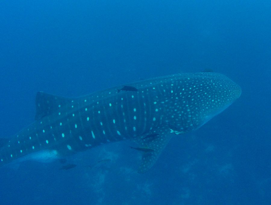 c57540a7-f01d-47ed-9496-cc189bc09d3e