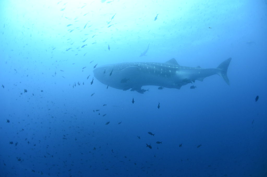 c57540a7-f01d-47ed-9496-cc189bc09d3e