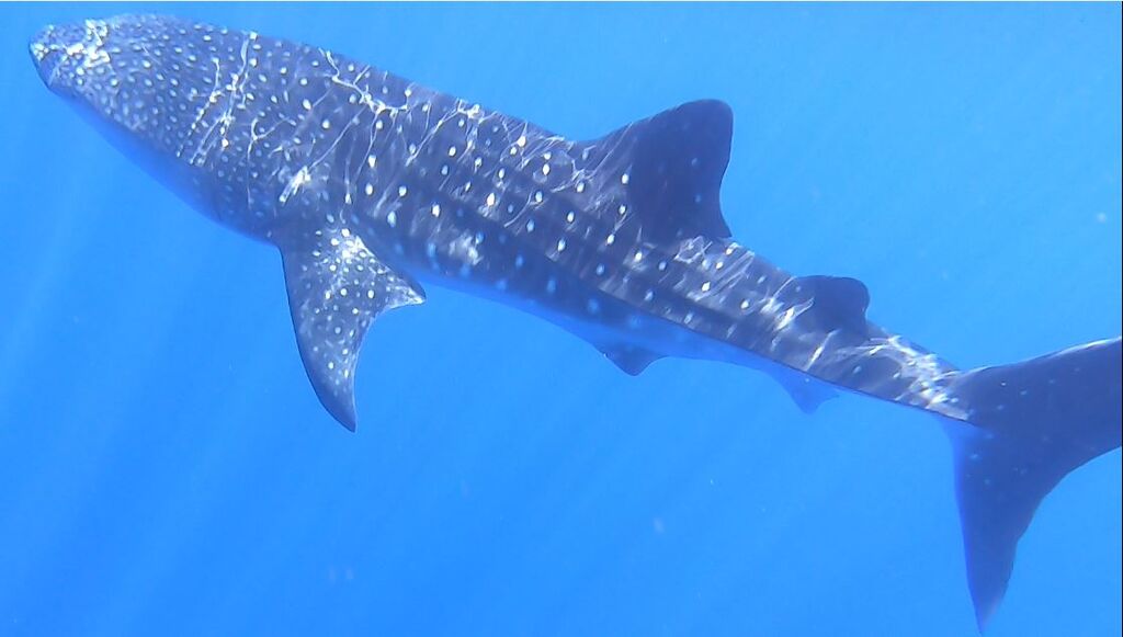 68b4d792-1b1d-4de5-93fa-e5459b1531ef