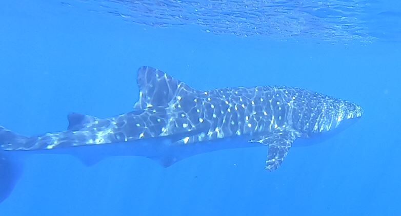 68b4d792-1b1d-4de5-93fa-e5459b1531ef