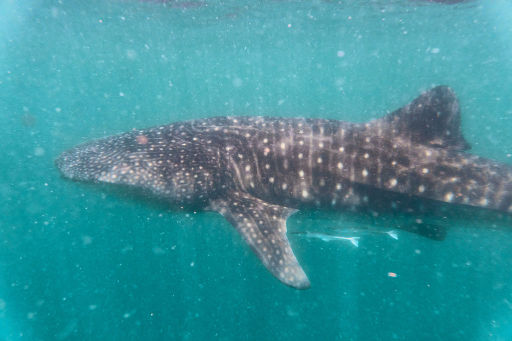 c50d8821-0db8-4699-8527-a8fba9348cd4