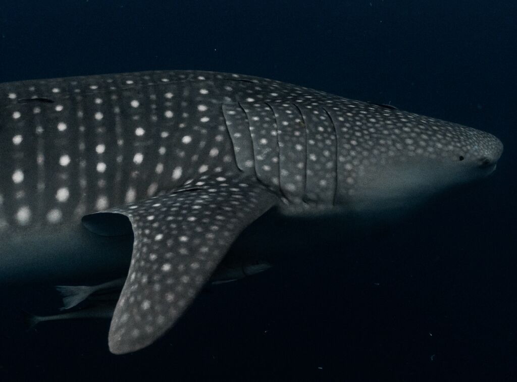 ca32b83d-a50e-4623-a23e-dd359f3f3acd