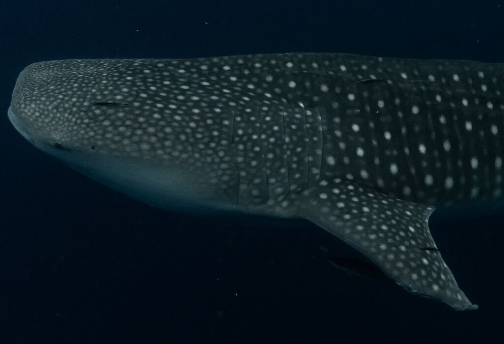 ca32b83d-a50e-4623-a23e-dd359f3f3acd