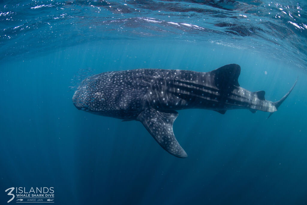 462dcd29-0c99-424e-b956-ccdd5da71e78