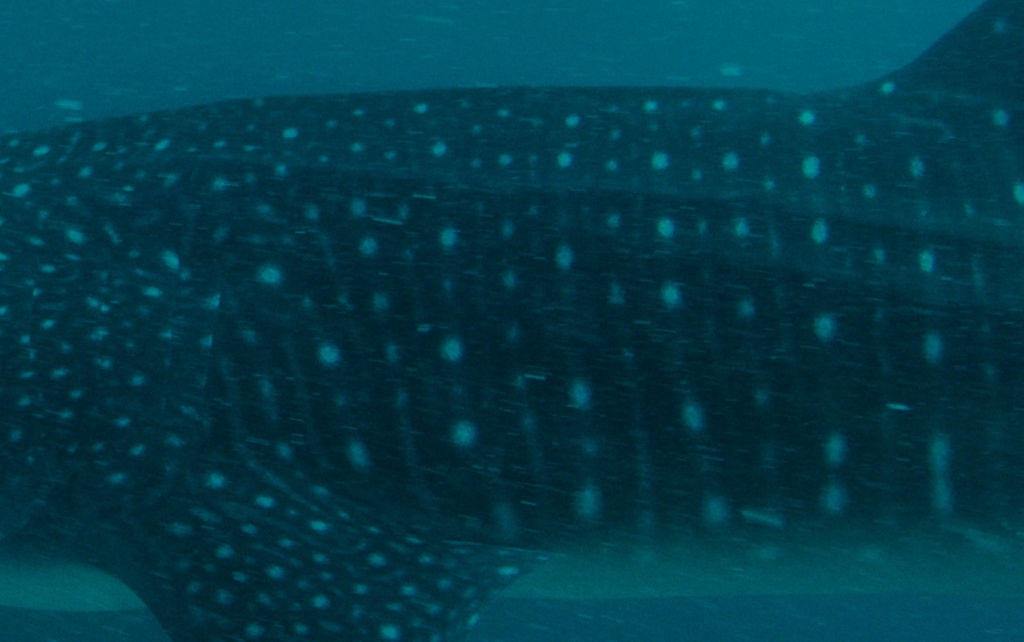 69cee6d0-178a-4a8f-95b4-17cf348ad937