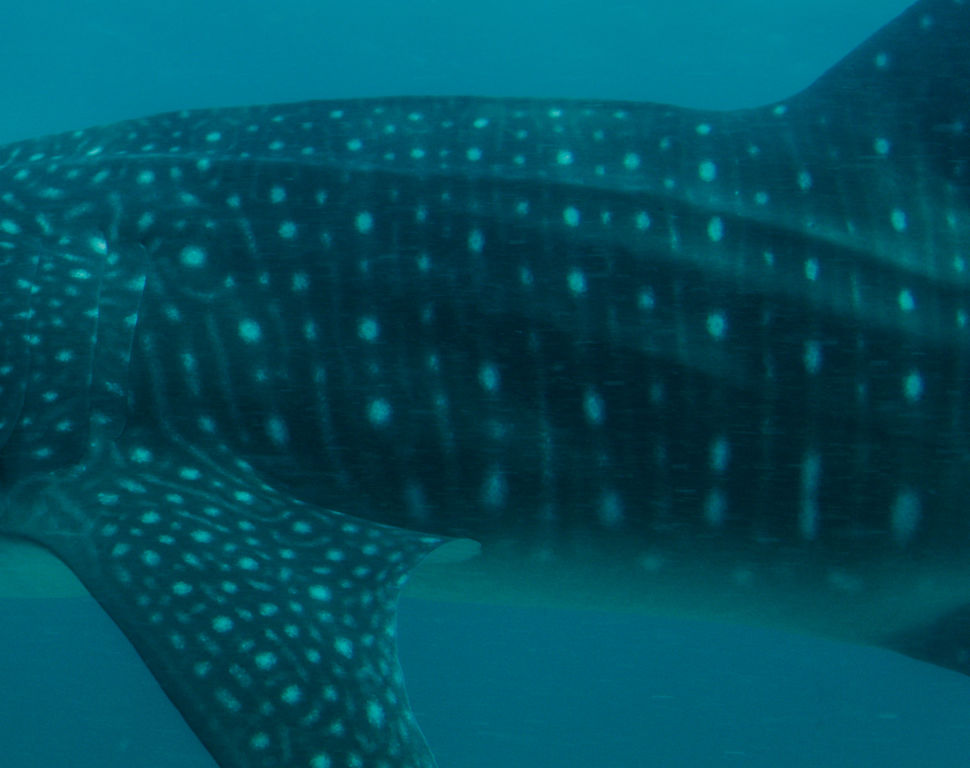 69cee6d0-178a-4a8f-95b4-17cf348ad937