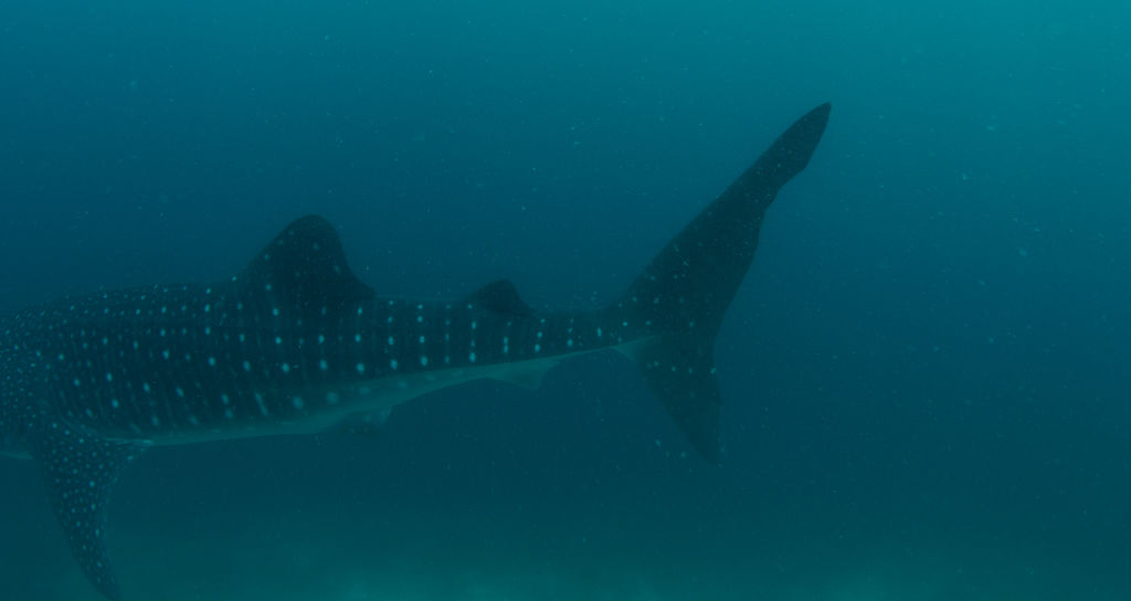 69cee6d0-178a-4a8f-95b4-17cf348ad937