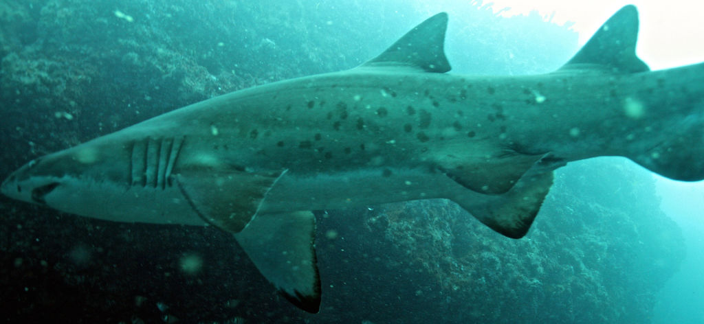 9c7510ca-d173-4c4d-9c03-68ee60120981